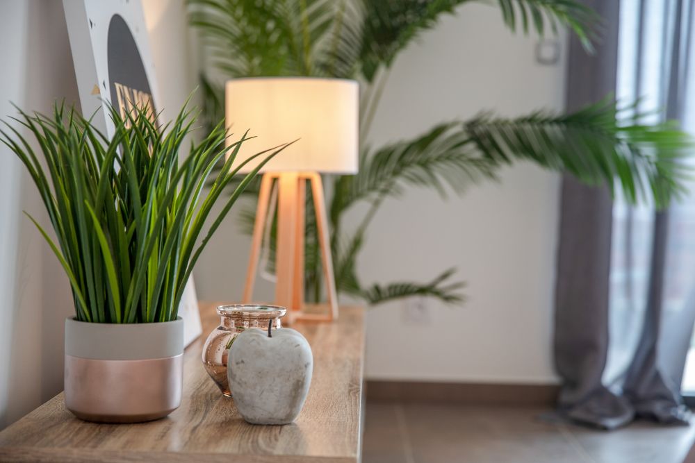 Quelles plantes choisir pour votre intérieur ?